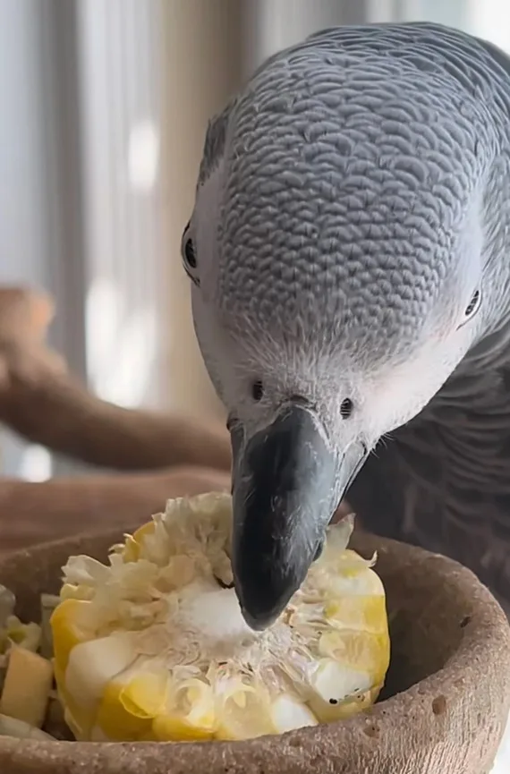 Completely tame, very friendly grey parrot for sale