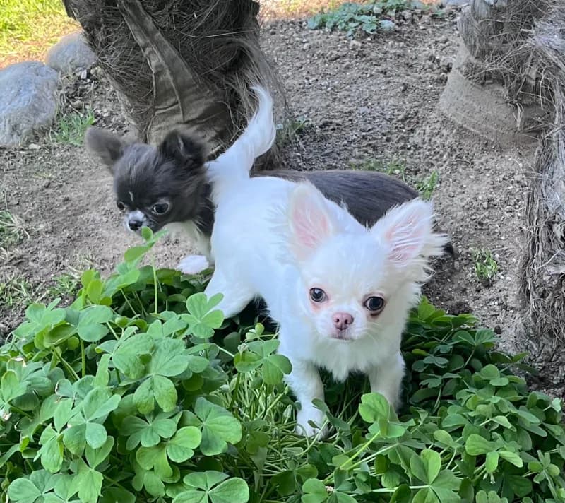 Chihuahua puppy with pedigree