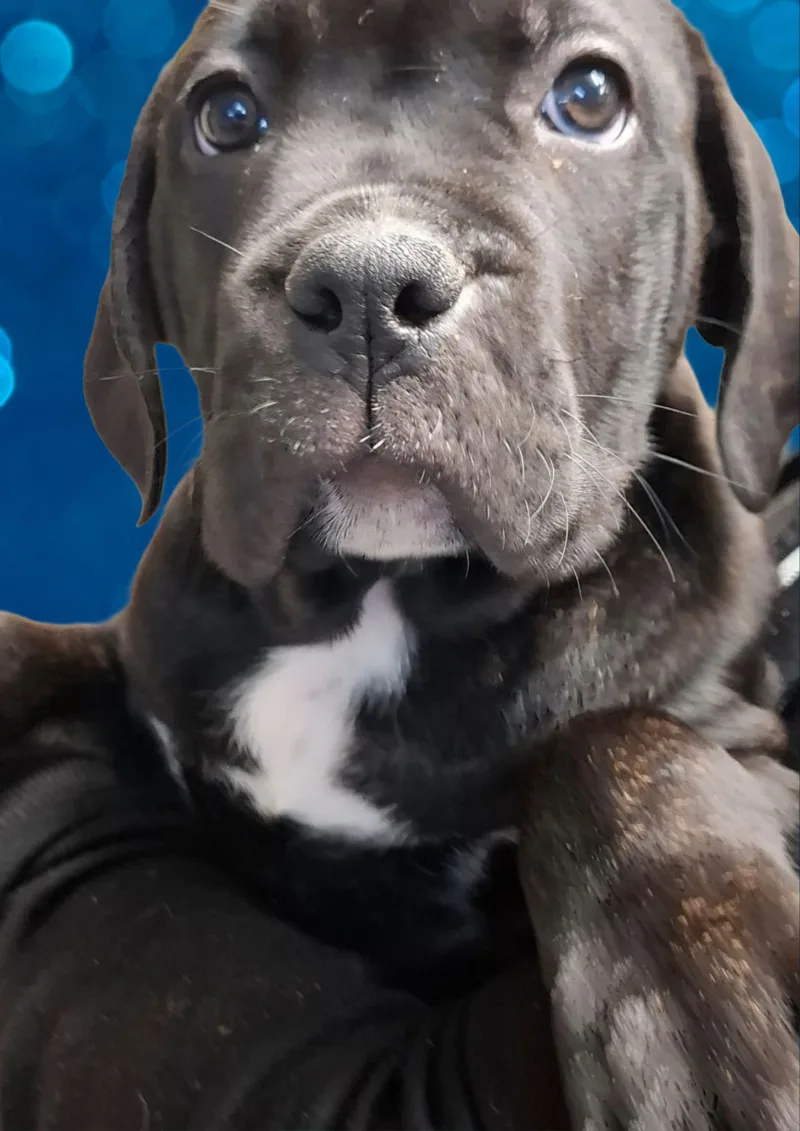 Healthy, purebred Cane Corso puppies now ready to go to their new homes.